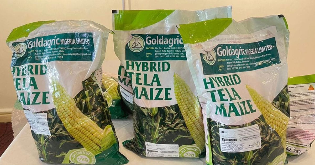 GMO Maize from Bayer set for Commercial Rollout this Year