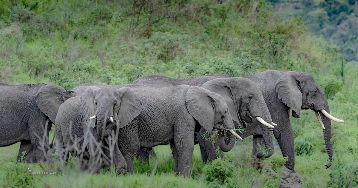 When the Elephants Come at Night
